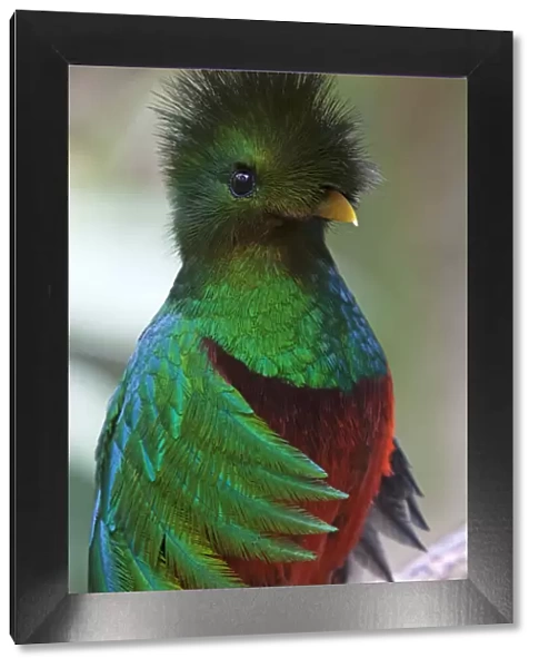 Resplendent quetzal (Pharomachrus mocinno), captive, Chiapas, southern Mexico