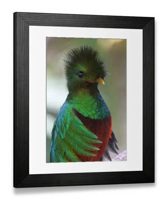 Framed Print : Resplendent quetzal (Pharomachrus mocinno), captive, Chiapas, southern Mexico Framed Print : Resplendent quetzal (Pharomachrus mocinno), captive, Chiapas, southern Mexico