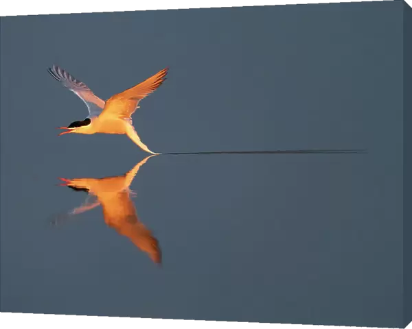 Common tern (Sterna hirundo) flying low over water. Hjalstaviken, Uppland, Sweden