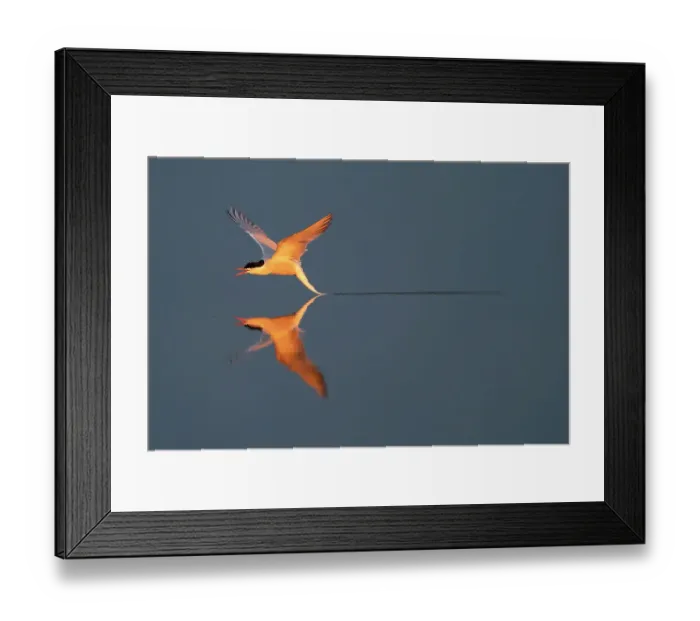 Framed Print : Common tern (Sterna hirundo) flying low over water. Hjalstaviken, Uppland, Sweden Framed Print : Common tern (Sterna hirundo) flying low over water. Hjalstaviken, Uppland, Sweden