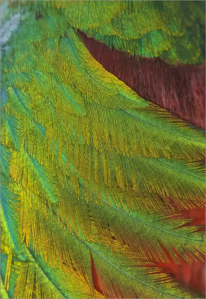 Resplendent quetzal (Pharomachrus mocinno) close up of feathers, captive, Chiapas