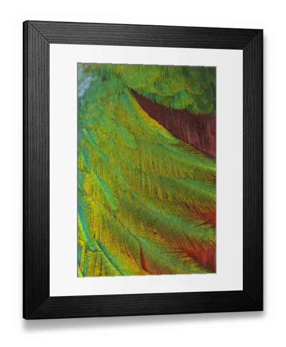 Framed Print : Resplendent quetzal (Pharomachrus mocinno) close up of feathers, captive, Chiapas Framed Print : Resplendent quetzal (Pharomachrus mocinno) close up of feathers, captive, Chiapas