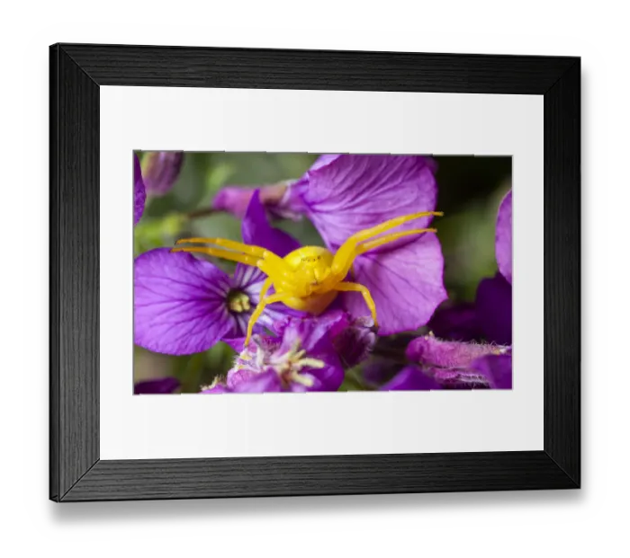 Framed Print : Goldenrod crab spider (Misumena vatia) in hunting pose on Honesty flowers, Bristol, UK Framed Print : Goldenrod crab spider (Misumena vatia) in hunting pose on Honesty flowers, Bristol, UK