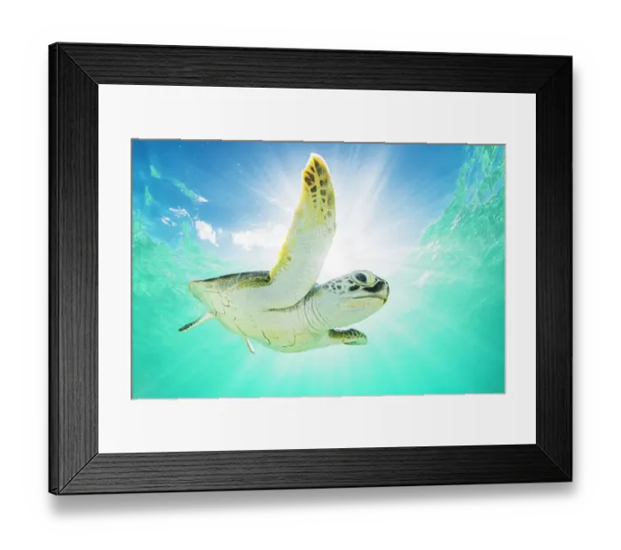 Framed Print : Green sea turtle (Chelonia mydas) swimming near surface in halo of light. The Bahamas Framed Print : Green sea turtle (Chelonia mydas) swimming near surface in halo of light. The Bahamas