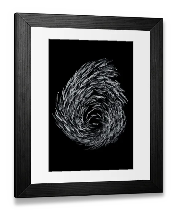 Framed Print : A school of Blackfin barracuda (Sphyraena qenie) forming the number 6 as they circle in Framed Print : A school of Blackfin barracuda (Sphyraena qenie) forming the number 6 as they circle in