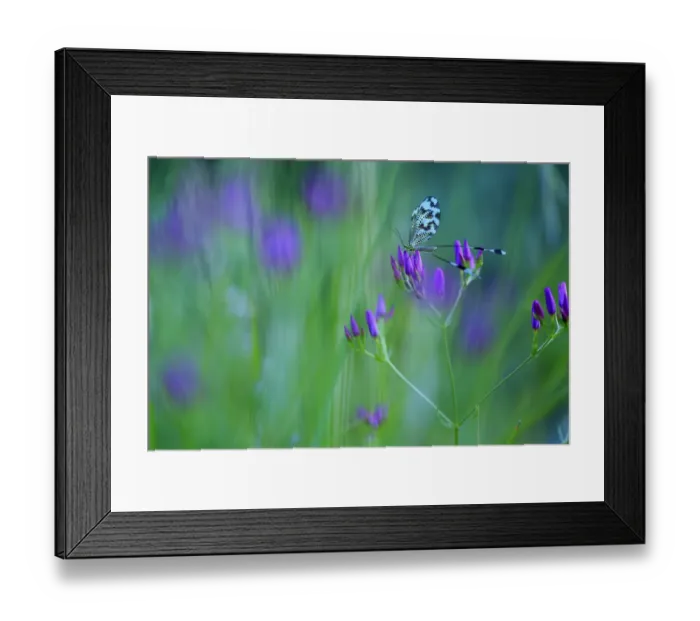 Framed Print : Spoonwing / Thread-winged antlion (Nemoptera bipennis) on flower Framed Print : Spoonwing / Thread-winged antlion (Nemoptera bipennis) on flower