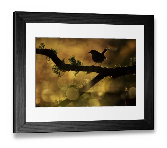 Framed Print : European Robin (Erithacus rubecula) backlit on branch, Sierra de Grazalema Natural Park Framed Print : European Robin (Erithacus rubecula) backlit on branch, Sierra de Grazalema Natural Park