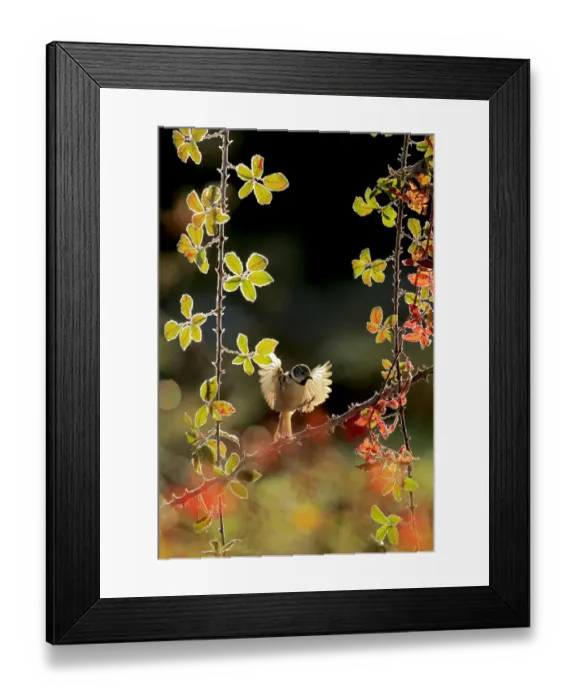 Framed Print : Crested tit (Lophophanes cristatus) about to land on Elmleaf blackberry Framed Print : Crested tit (Lophophanes cristatus) about to land on Elmleaf blackberry