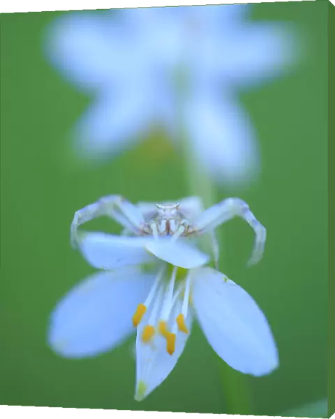 Crab spider (Thomisus onustus) on white flowerhead, Sierra de Grazalema Natural Park