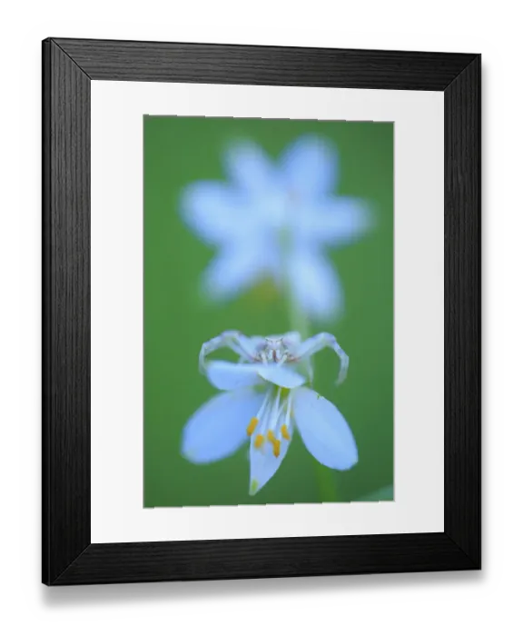 Framed Print : Crab spider (Thomisus onustus) on white flowerhead, Sierra de Grazalema Natural Park Framed Print : Crab spider (Thomisus onustus) on white flowerhead, Sierra de Grazalema Natural Park