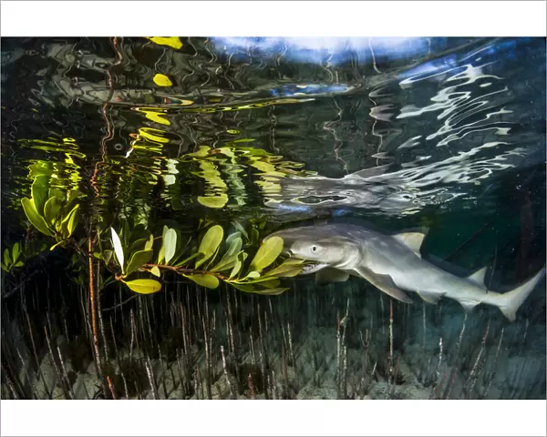 Lemon shark juvenile (Negaprion brevirostris) trying to feed on the leaves of a red