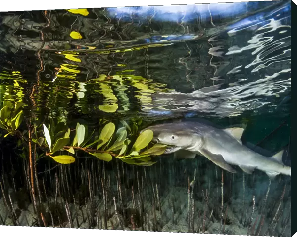 Lemon shark juvenile (Negaprion brevirostris) trying to feed on the leaves of a red
