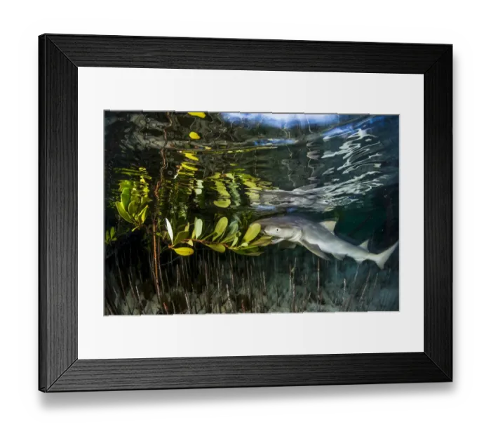 Framed Print : Lemon shark juvenile (Negaprion brevirostris) trying to feed on the leaves of a red Framed Print : Lemon shark juvenile (Negaprion brevirostris) trying to feed on the leaves of a red