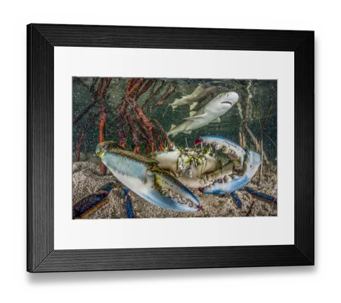 Framed Print : Lemon shark juvenile (Negaprion brevirostris) swimming in mangrove habitat near blue crab Framed Print : Lemon shark juvenile (Negaprion brevirostris) swimming in mangrove habitat near blue crab