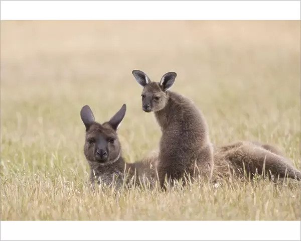 Western grey kangaroo (Macropus fuliginosus) female and joey aged nine months resting in