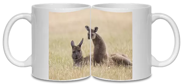 Western grey kangaroo (Macropus fuliginosus) female and joey aged nine months resting in