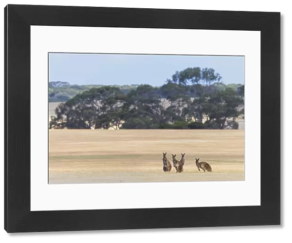 Western grey kangaroo (Macropus fuliginosus), four in grassland
