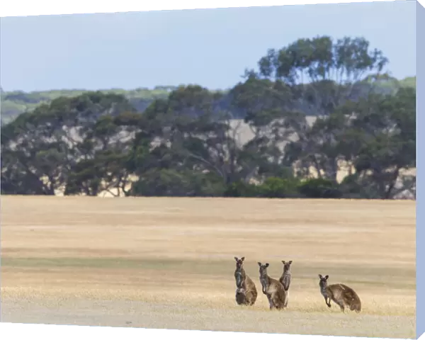 Western grey kangaroo (Macropus fuliginosus), four in grassland