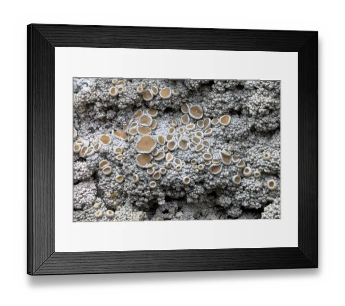 Framed Print : Cudbear Lichen (Ochrolechia tartarea) growing on quartzite rock Framed Print : Cudbear Lichen (Ochrolechia tartarea) growing on quartzite rock