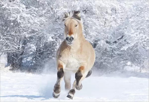 Norwejian Fjord stallion running in the snow, Berthoud, Colorado, USA