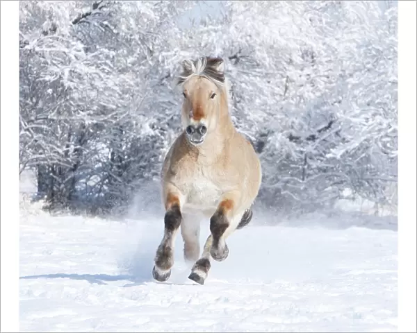 Norwejian Fjord stallion running in the snow, Berthoud, Colorado, USA
