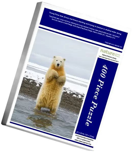 Young Polar bear (Ursus maritimus) standing and trying to balance in shallow water along
