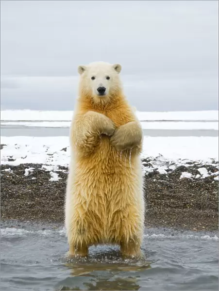 Young Polar bear (Ursus maritimus) standing and trying to balance in shallow water along