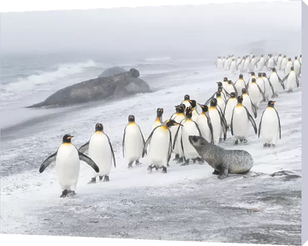 King Penguins (Aptenodytes patagonicus) approached by an Antarctic Fur Seal