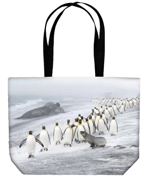 King Penguins (Aptenodytes patagonicus) approached by an Antarctic Fur Seal