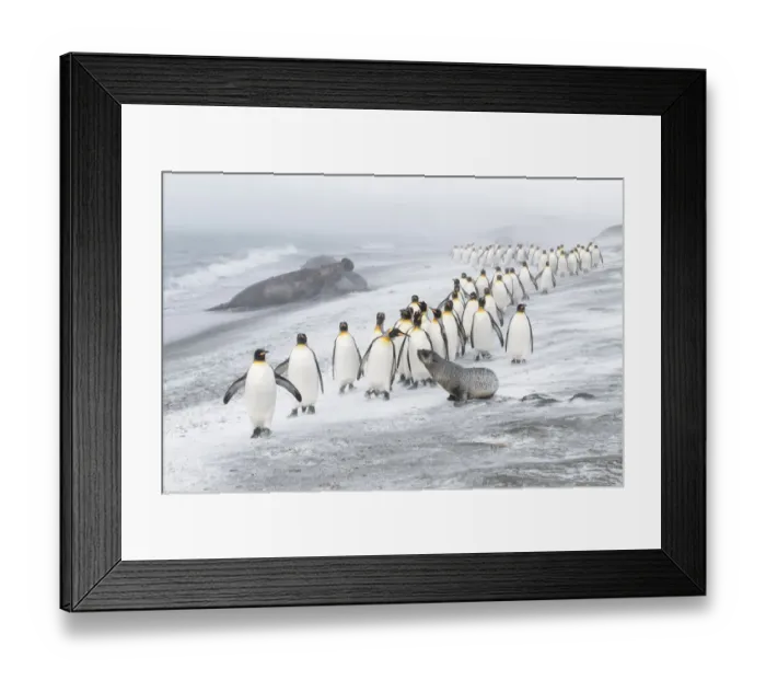 Framed Print : King Penguins (Aptenodytes patagonicus) approached by an Antarctic Fur Seal Framed Print : King Penguins (Aptenodytes patagonicus) approached by an Antarctic Fur Seal
