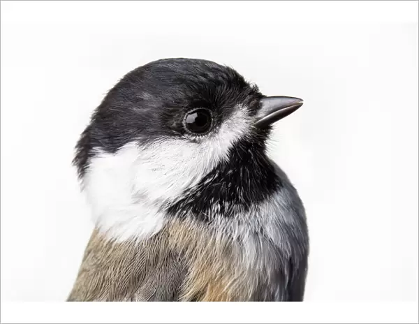 Portrait of a Black-capped chickadee, (Poecile atricapillus) with white background