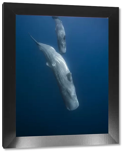 Sperm whale (Physeter macrocephalus) mother and calf diving down, Faial Island, Azores