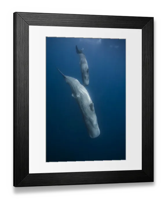 Framed Print : Sperm whale (Physeter macrocephalus) mother and calf diving down, Faial Island, Azores Framed Print : Sperm whale (Physeter macrocephalus) mother and calf diving down, Faial Island, Azores