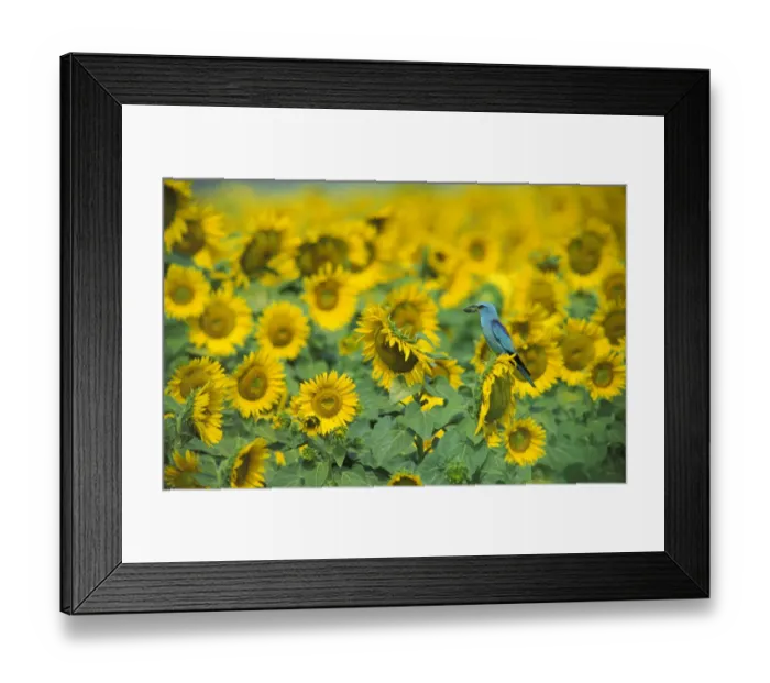 Framed Print : Common Roller in a field of Sunflowers. (Coracias garrulus) Germany Framed Print : Common Roller in a field of Sunflowers. (Coracias garrulus) Germany
