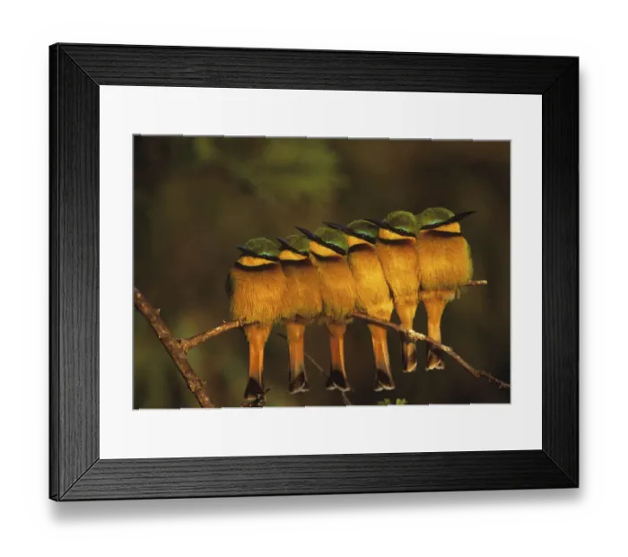 Framed Print : Six Little bee-eaters (Merops pusillus) perched in a row, Masai Mara, Kenya, Africa Framed Print : Six Little bee-eaters (Merops pusillus) perched in a row, Masai Mara, Kenya, Africa