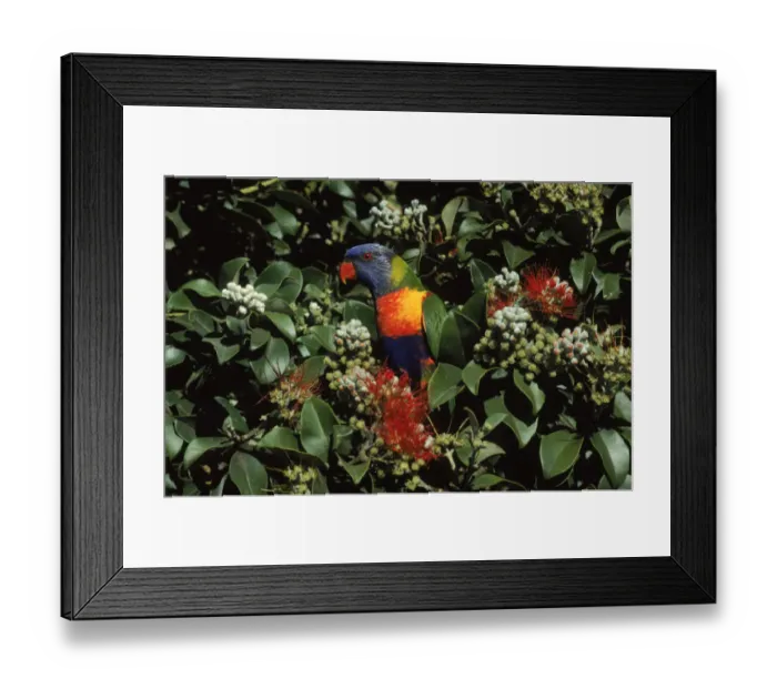 Framed Print : Rainbow lorikeet in tree. Australia