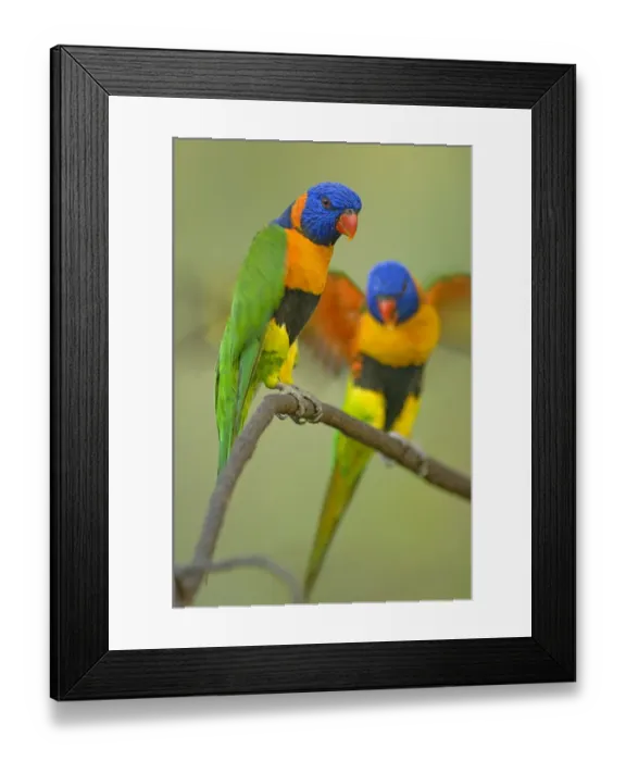 Framed Print : Two Red-collared Lorikeets (Trichoglossus haematodus rubritorquis) Litchfield NP Framed Print : Two Red-collared Lorikeets (Trichoglossus haematodus rubritorquis) Litchfield NP