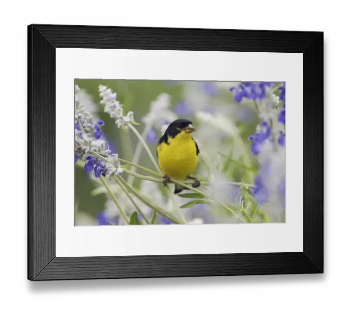Framed Print : Lesser Goldfinch {Carduelis psaltria} black-backed male on Mealy sage (Salvia farinacea Framed Print : Lesser Goldfinch {Carduelis psaltria} black-backed male on Mealy sage (Salvia farinacea