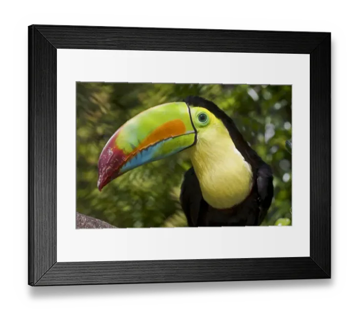 Framed Print : Keel-billed Toucan (Ramphastos sulfuratus) portrait, Captive, found Mexico to Venezuela Framed Print : Keel-billed Toucan (Ramphastos sulfuratus) portrait, Captive, found Mexico to Venezuela