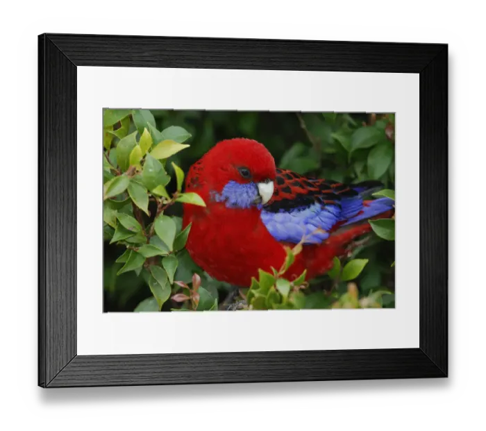 Framed Print : Crimson rosella (Platycercus elegans), Queensland, Australia Framed Print : Crimson rosella (Platycercus elegans), Queensland, Australia
