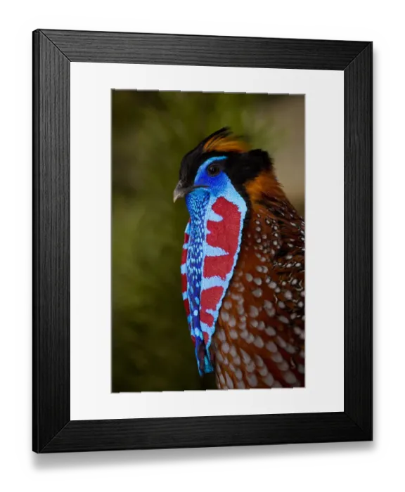 Framed Print : TemminckAśs tragopan (Tragopan temminckii) male during courtship display Framed Print : TemminckAśs tragopan (Tragopan temminckii) male during courtship display