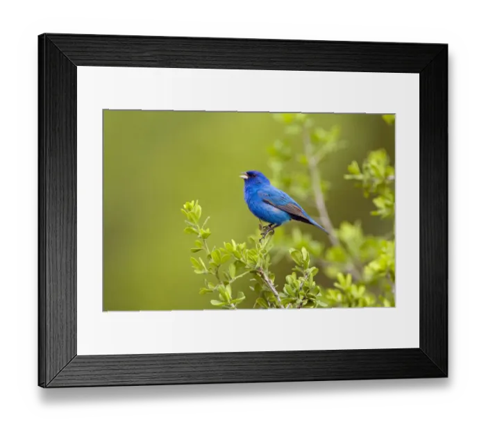 Framed Print : Indigo Bunting (Passerina cyanea) male perched, Texas, USA Framed Print : Indigo Bunting (Passerina cyanea) male perched, Texas, USA