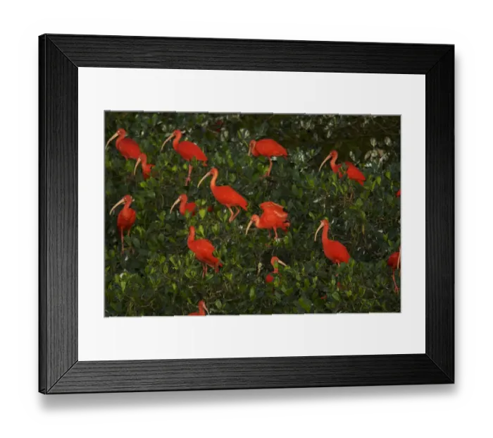 Framed Print : Scarlet ibis (Eudocimus ruber) roosting in trees on a small mangrove island in the Caroni Framed Print : Scarlet ibis (Eudocimus ruber) roosting in trees on a small mangrove island in the Caroni