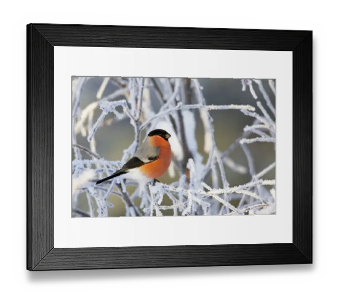 Framed Print : Bullfinch (Pyrrhula pyrrhula) male perched on frosty twigs, Kuusamo, Finland, January Framed Print : Bullfinch (Pyrrhula pyrrhula) male perched on frosty twigs, Kuusamo, Finland, January