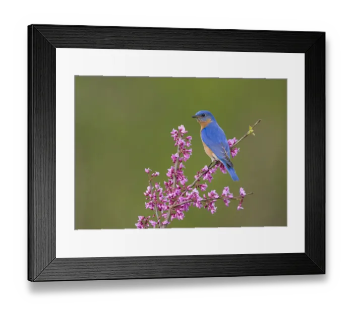 Framed Print : Eastern Bluebird (Sialia sialis) male perched on flowering eastern redbud in spring Framed Print : Eastern Bluebird (Sialia sialis) male perched on flowering eastern redbud in spring
