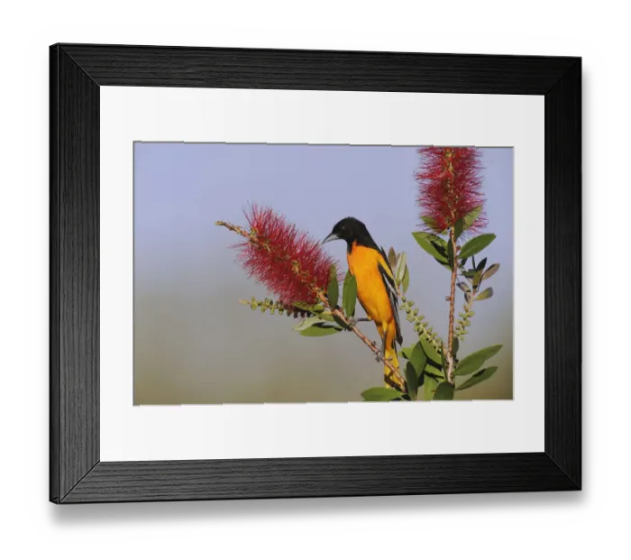 Framed Print : Baltimore  /  Northern Oriole (Icterus gabula) feeding on Lemon Bottlebrush