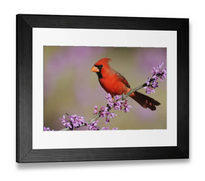 Framed Print : RF- Northern Cardinal (Cardinalis cardinalis) male perched on branch of flowering Eastern Framed Print : RF- Northern Cardinal (Cardinalis cardinalis) male perched on branch of flowering Eastern
