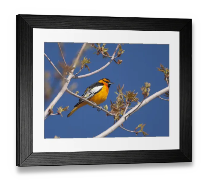 Framed Print : Bullocks Oriole (Icterus gabula bullockii) male in breeding plumage perched amid new