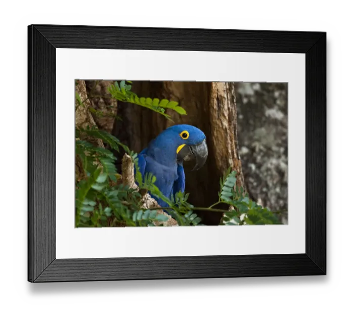 Framed Print : Wild Hyacinth macaw (Anodorhynchus hyacinthimus) Pantanal. Brazil. Endangered, July Framed Print : Wild Hyacinth macaw (Anodorhynchus hyacinthimus) Pantanal. Brazil. Endangered, July