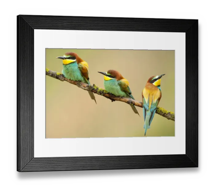 Framed Print : European Bee-eaters (Merops apiaster) perching. The Pyrenees, Spain, May Framed Print : European Bee-eaters (Merops apiaster) perching. The Pyrenees, Spain, May